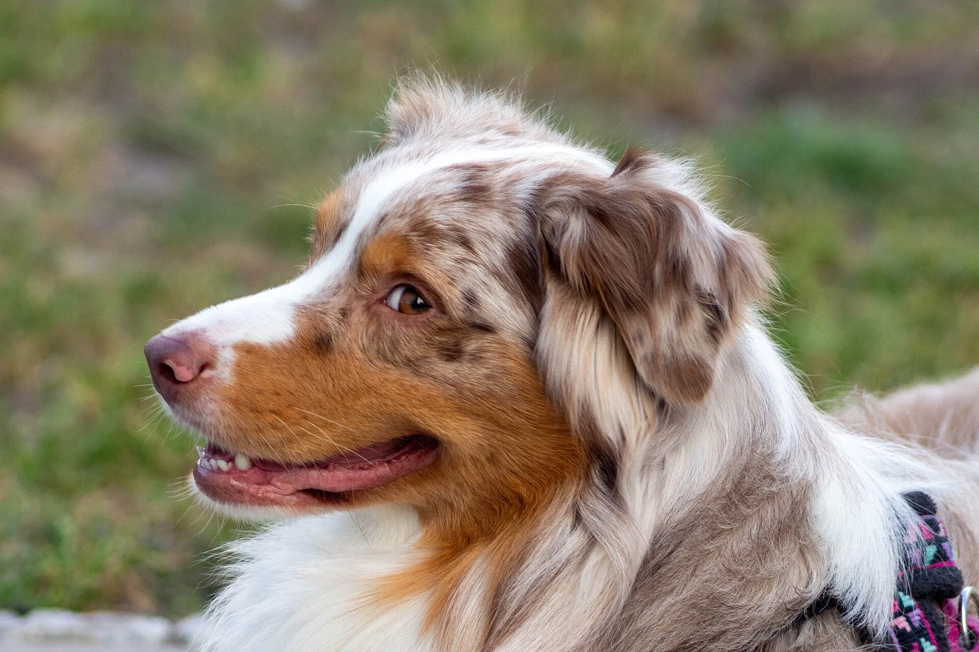 Australian Shepherd met red merle vacht, kop van opzij