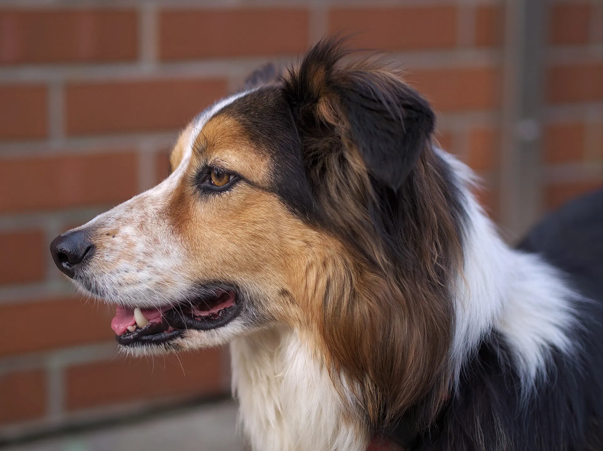 Driekleurige Border Collie, kop van opzij