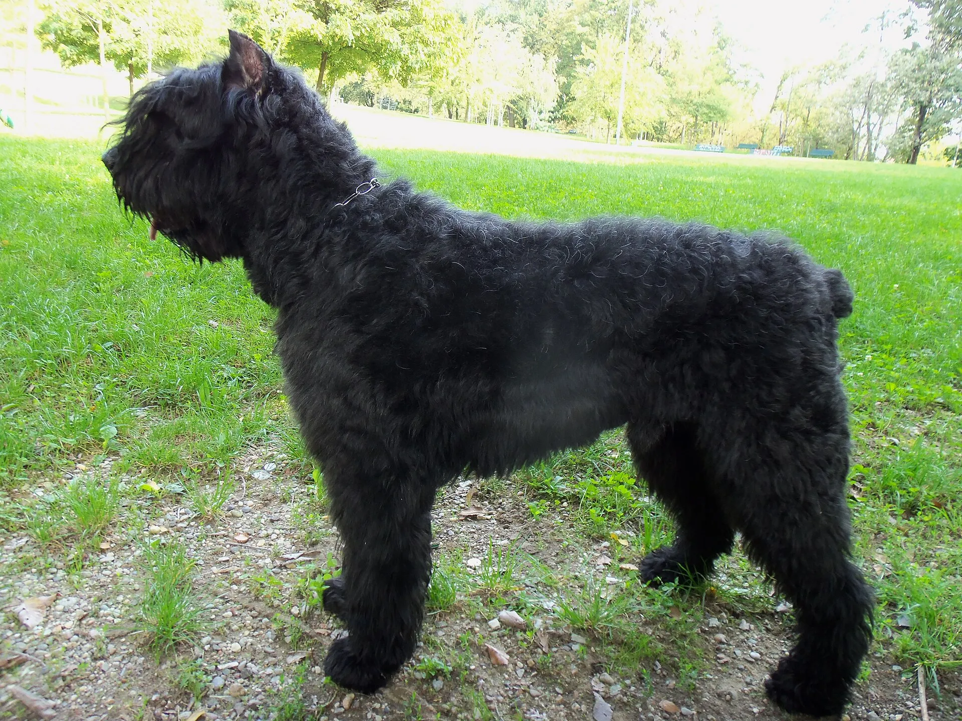 Zwarte Bouvier des Flandres van opzij in het gras