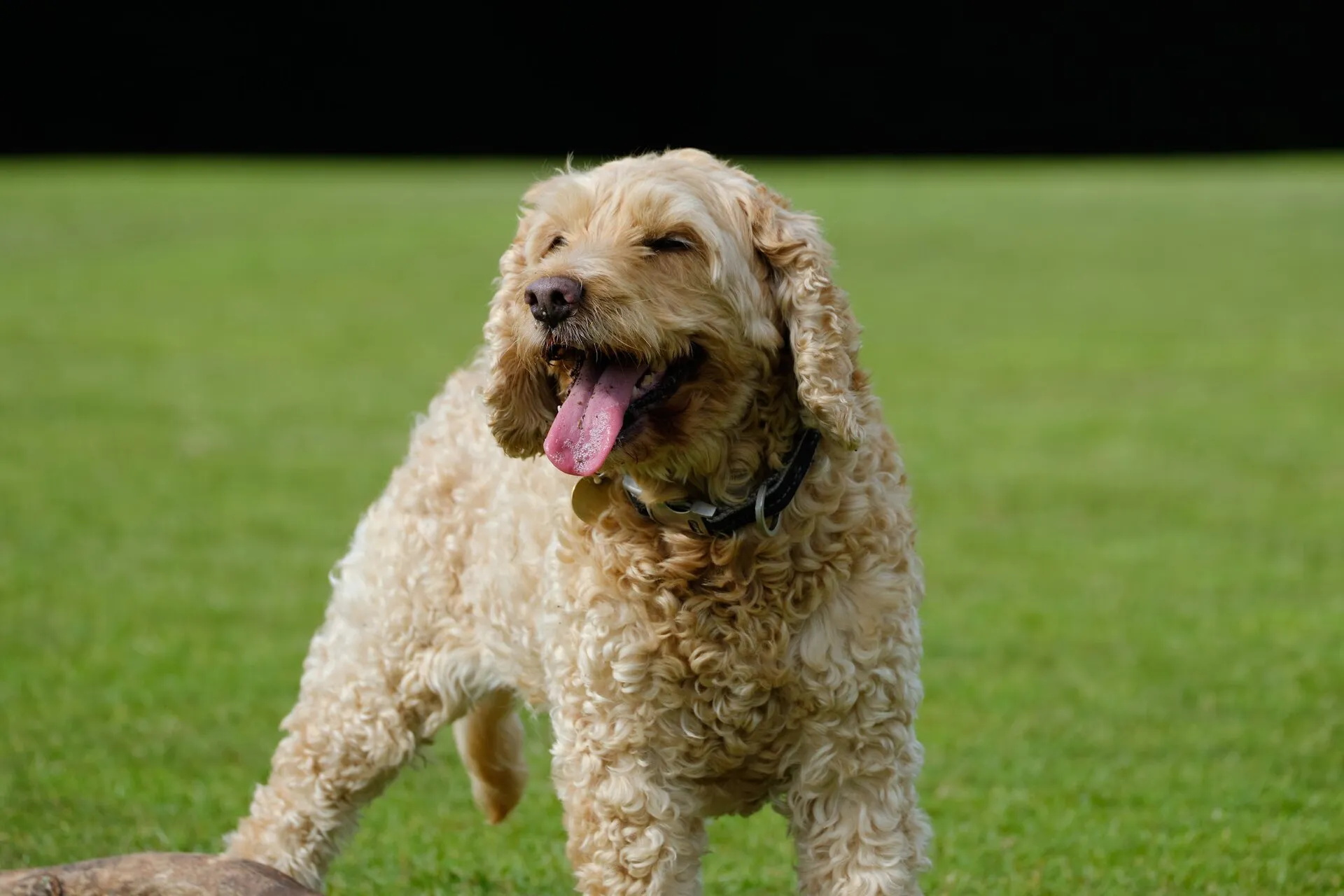 Lichtbruine cockapoo op een grasveld