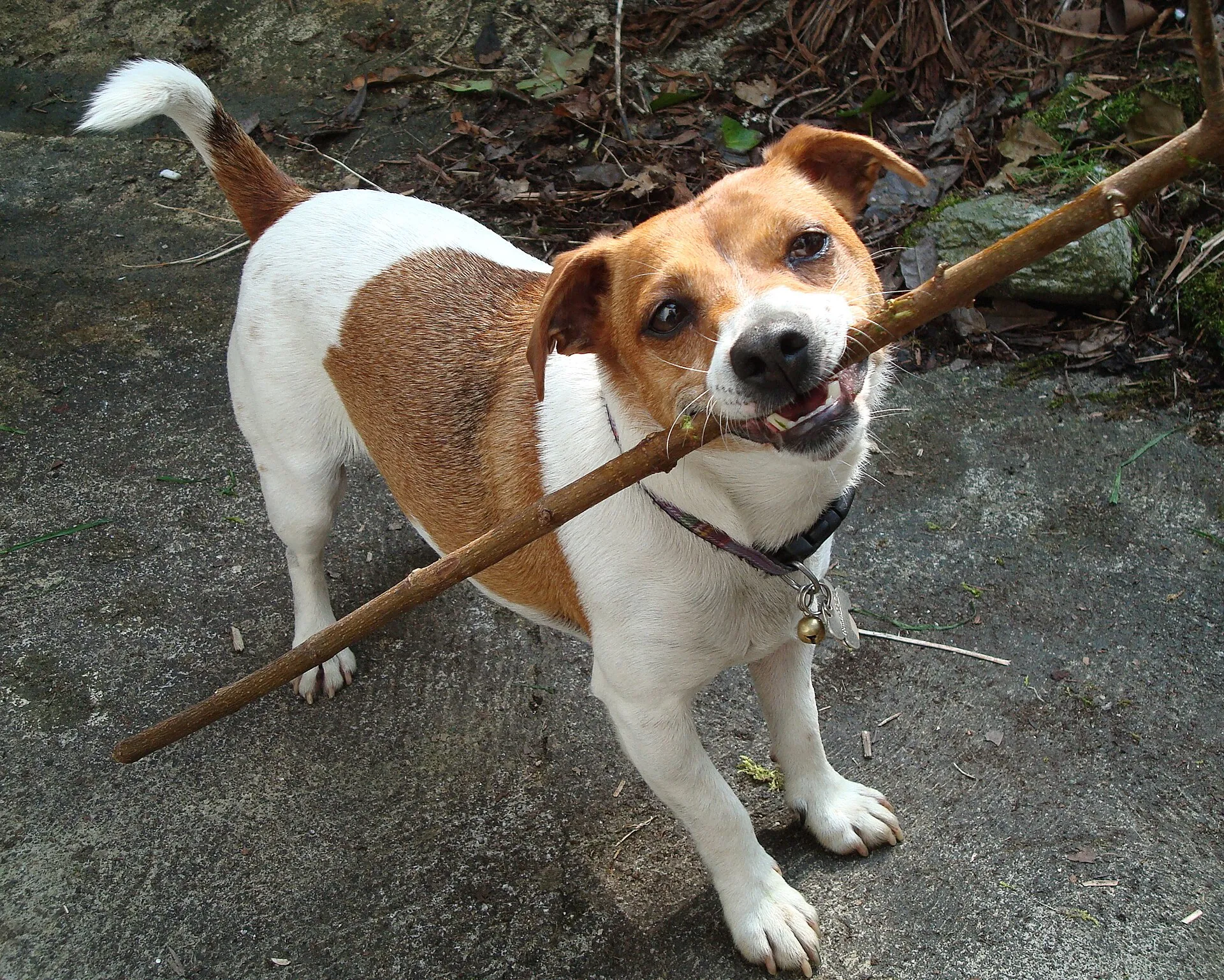 Jack Russell Terrier met een stok in de bek