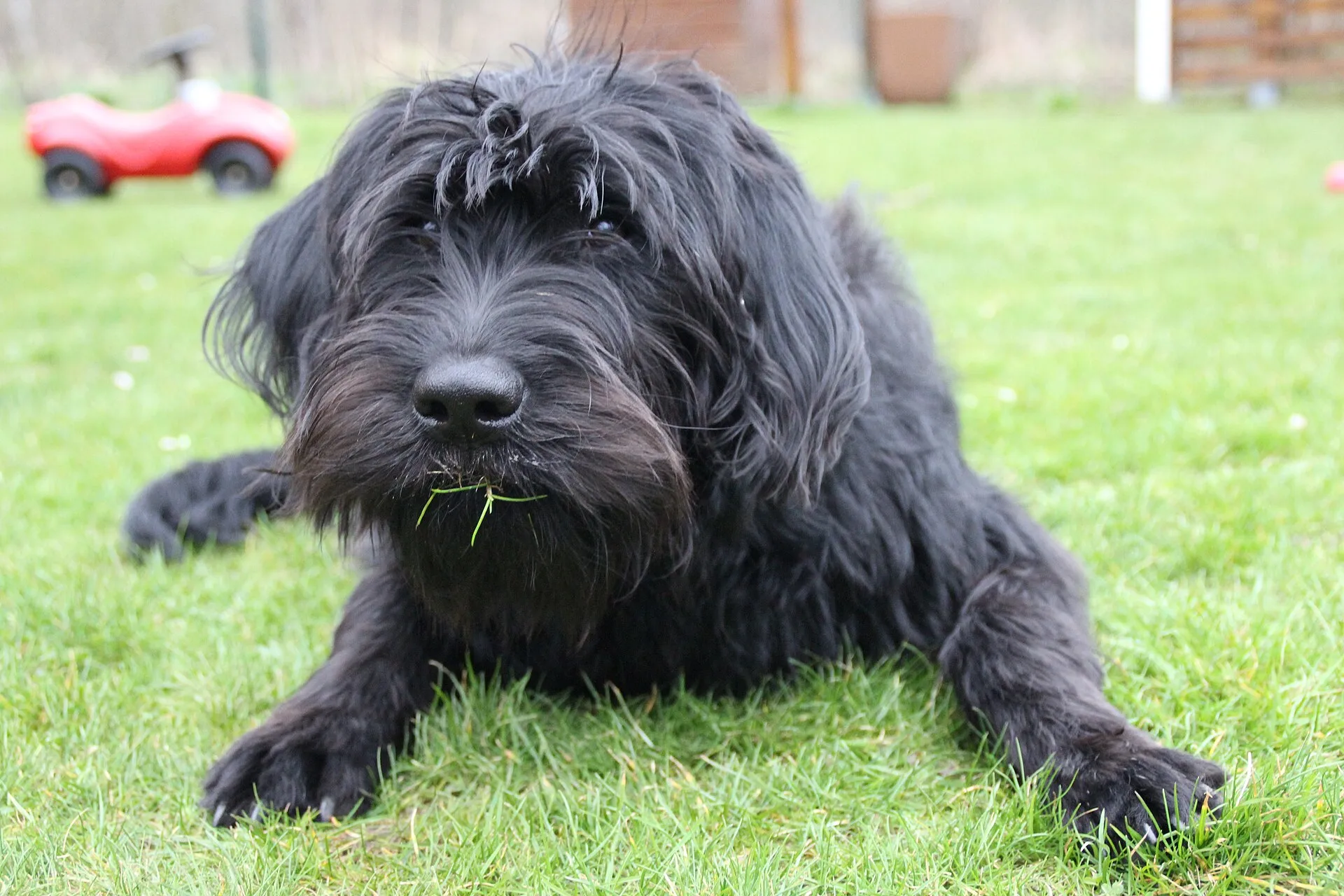 Zwarte labradoodle liggend in het gras