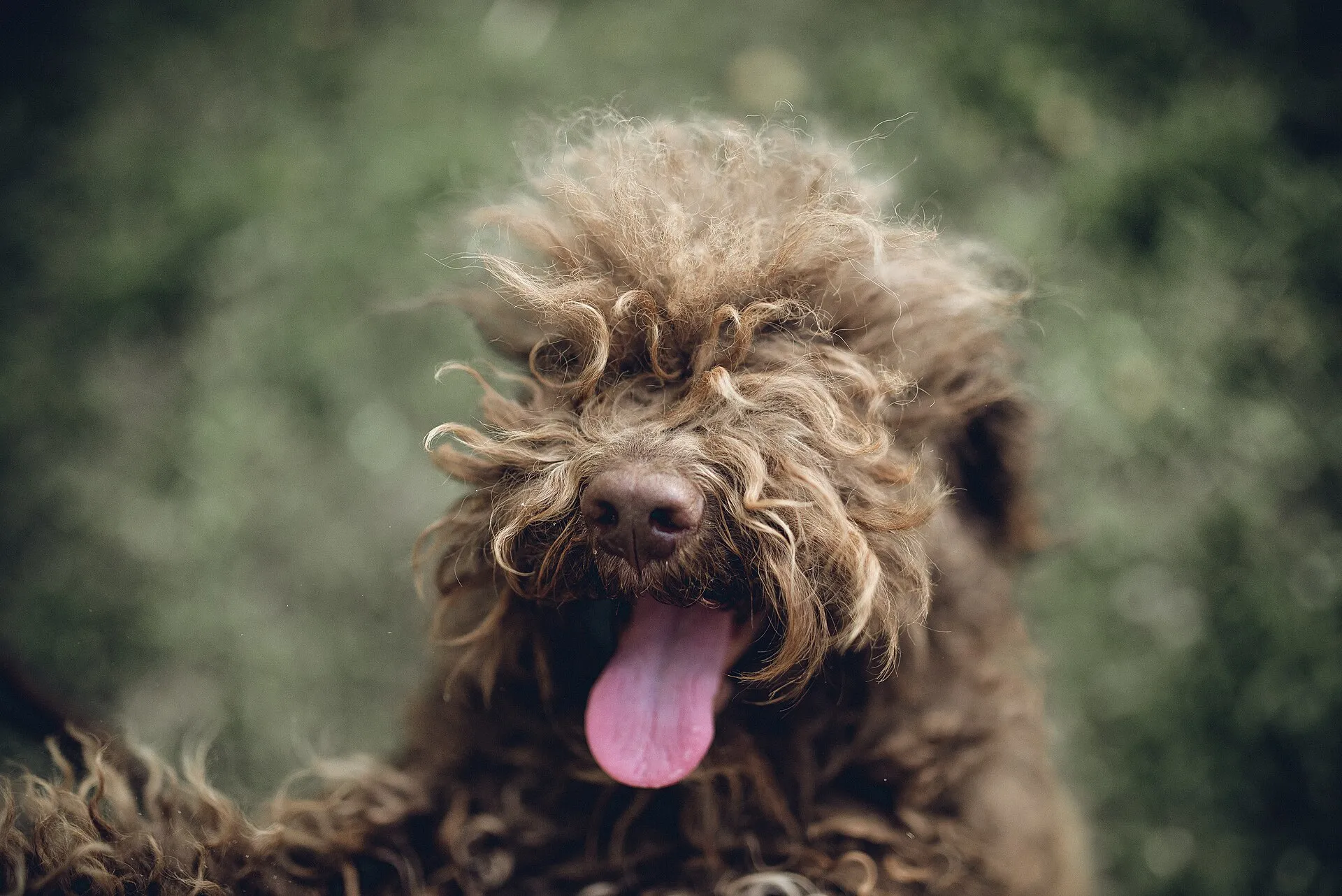 Bruine Lagotto Romagnolo met de tong uit de bek