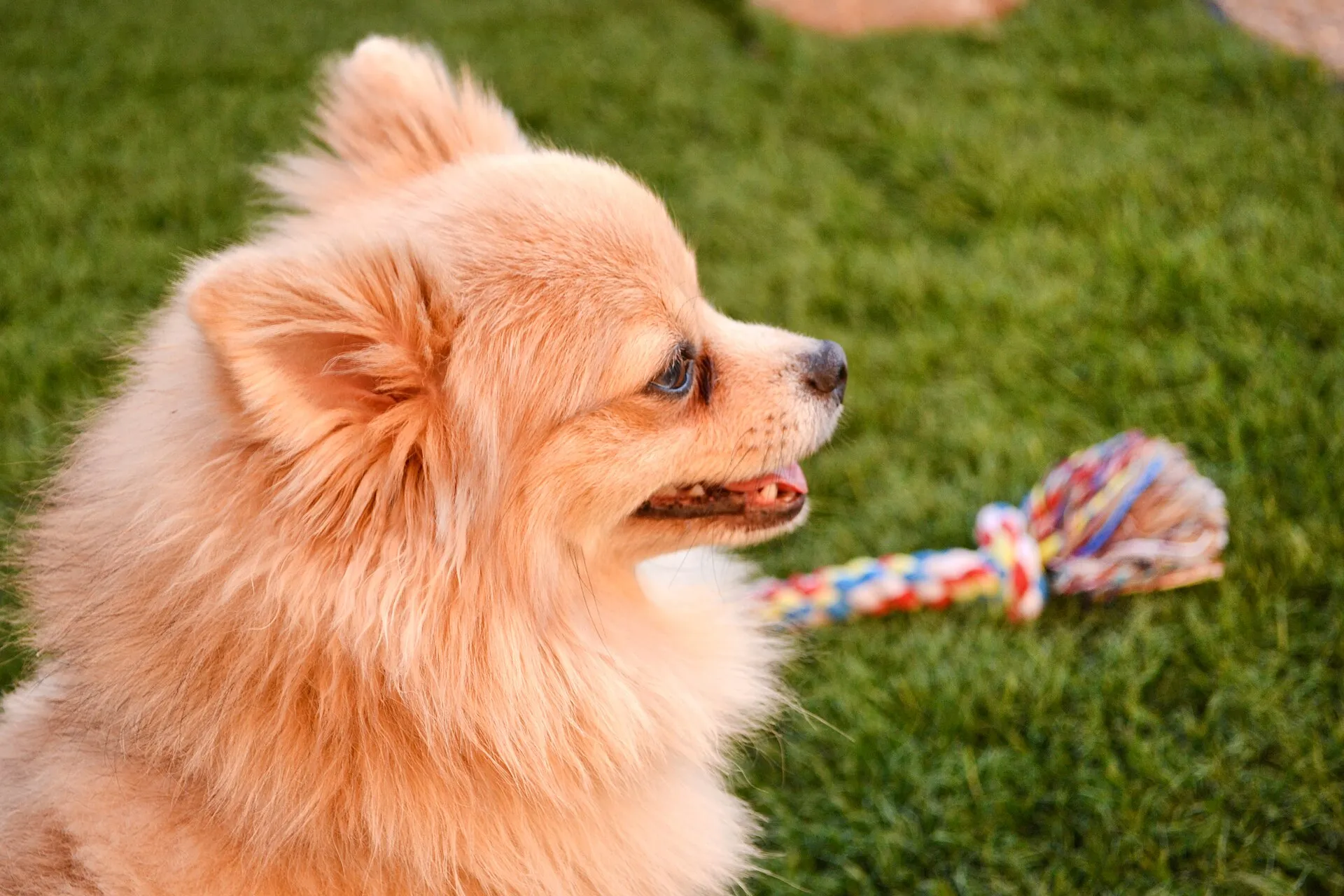 Rossige Pomeranian op het gras met een speeltouw