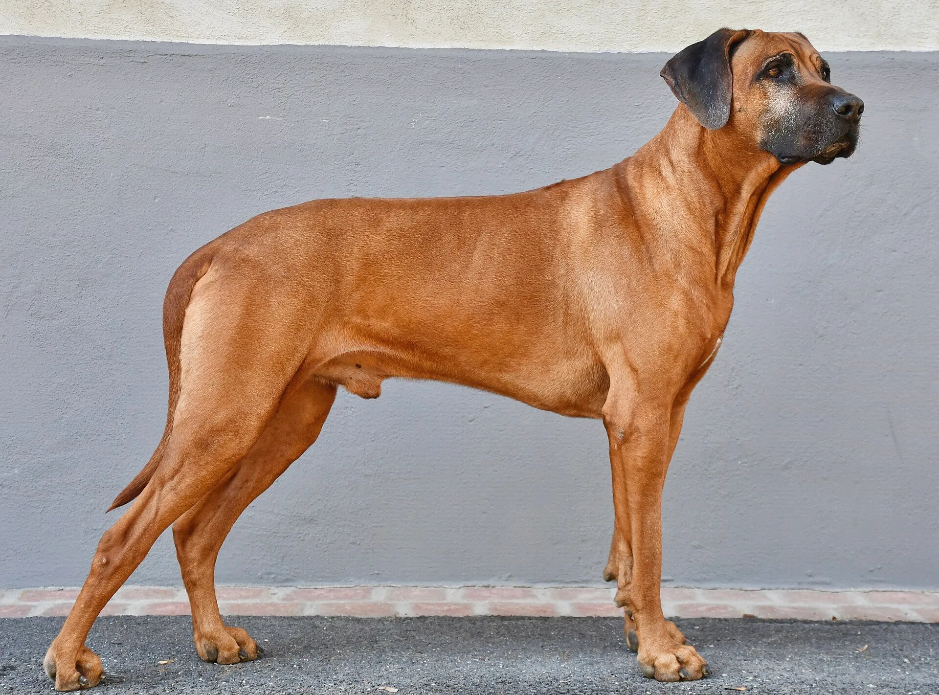 Rhodesian Ridgeback van opzij