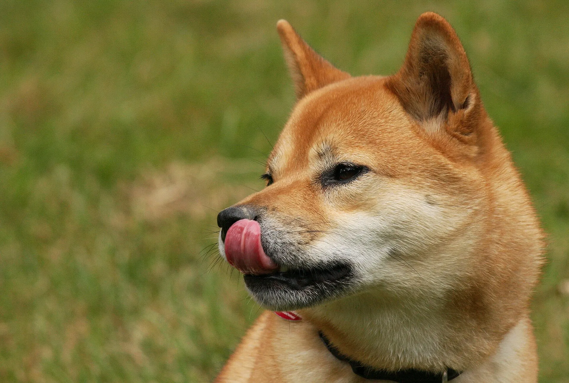 Rode Shiba, kop van opzij